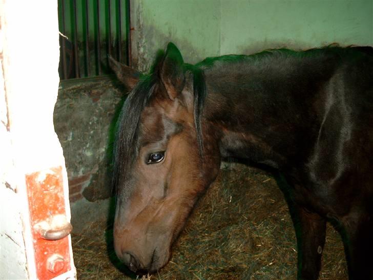 Traver Osaka Steensgård billede 8