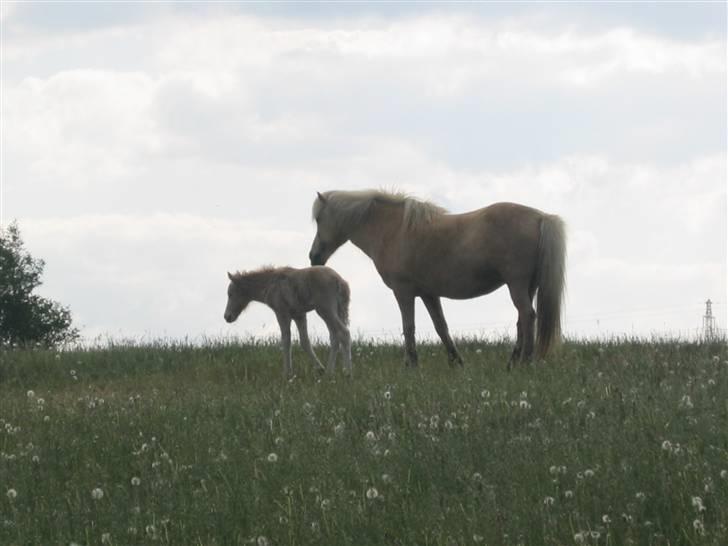 Islænder Frigg fra Akurgerði - Frigg og silkesif billede 5