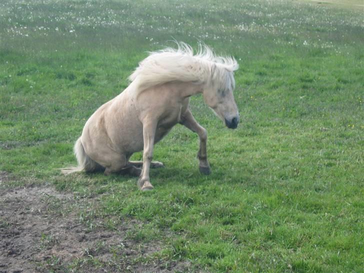 Islænder Frigg fra Akurgerði - frigg på vej op, fra lige at have rullet sig billede 6