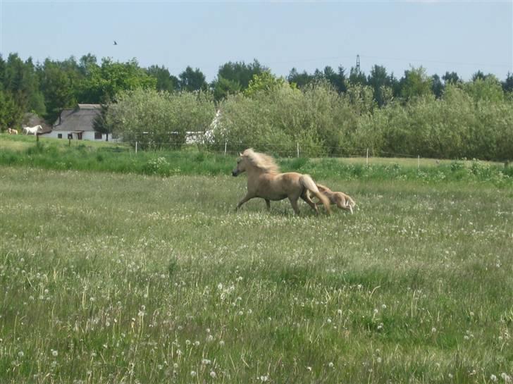 Islænder Frigg fra Akurgerði - juhu , så skal der galoperes.  billede 7