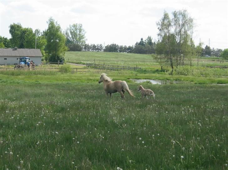 Islænder Frigg fra Akurgerði - frigg og silke skal til at løbe billede 8