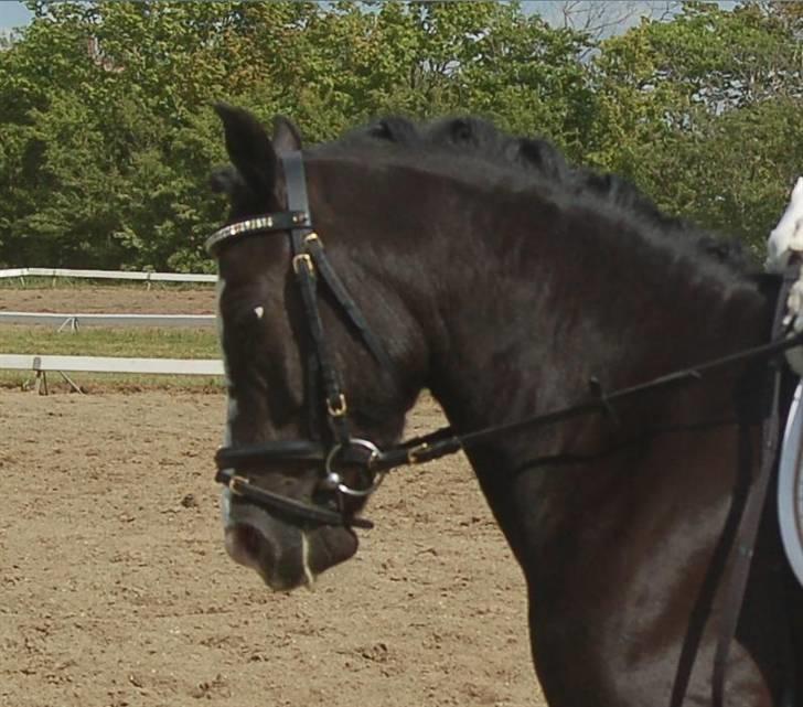 DSP Pirat   billede 8