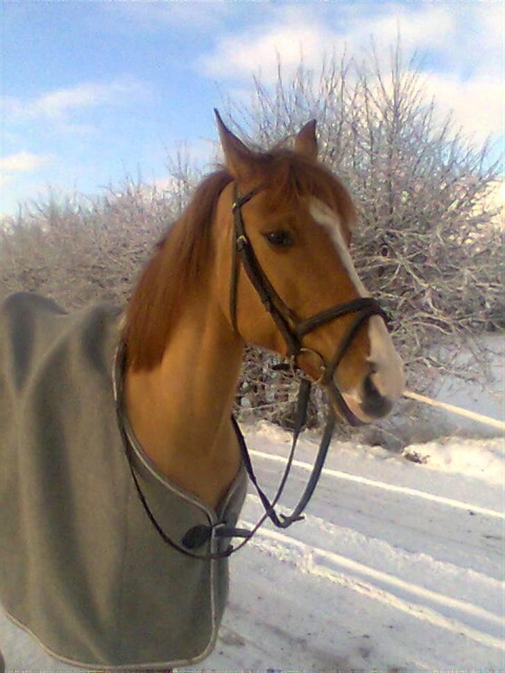 Anden særlig race Strejfer  - Et smukt vinterbilled af min lille tykke pony. Foto; Mig billede 3
