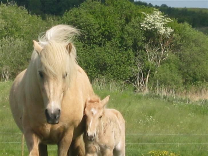 Islænder Frigg fra Akurgerði - frigg og silkesif på vej op ad bakke billede 9