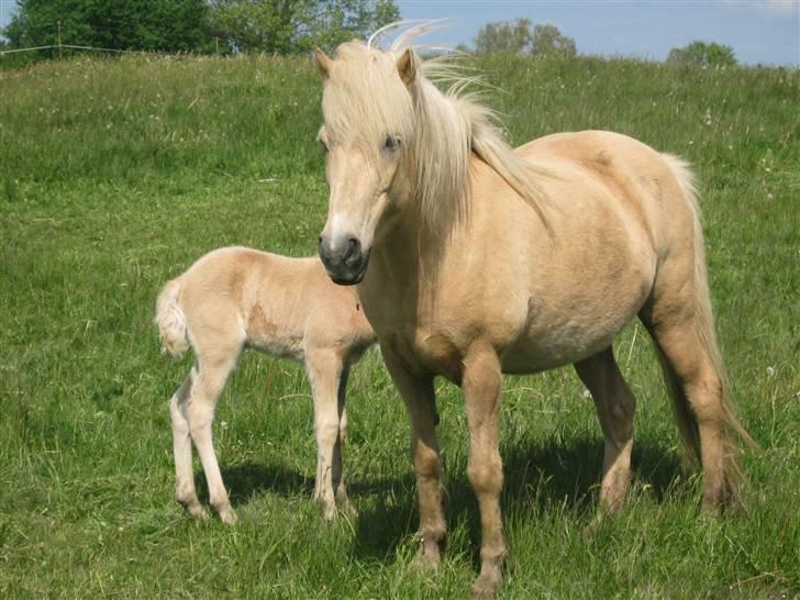 Islænder Frigg fra Akurgerði - ´´ jeg beskytter hende!´´ billede 10
