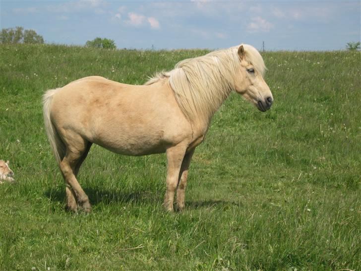 Islænder Frigg fra Akurgerði - " er jeg ikke fin? " heehe;b billede 11