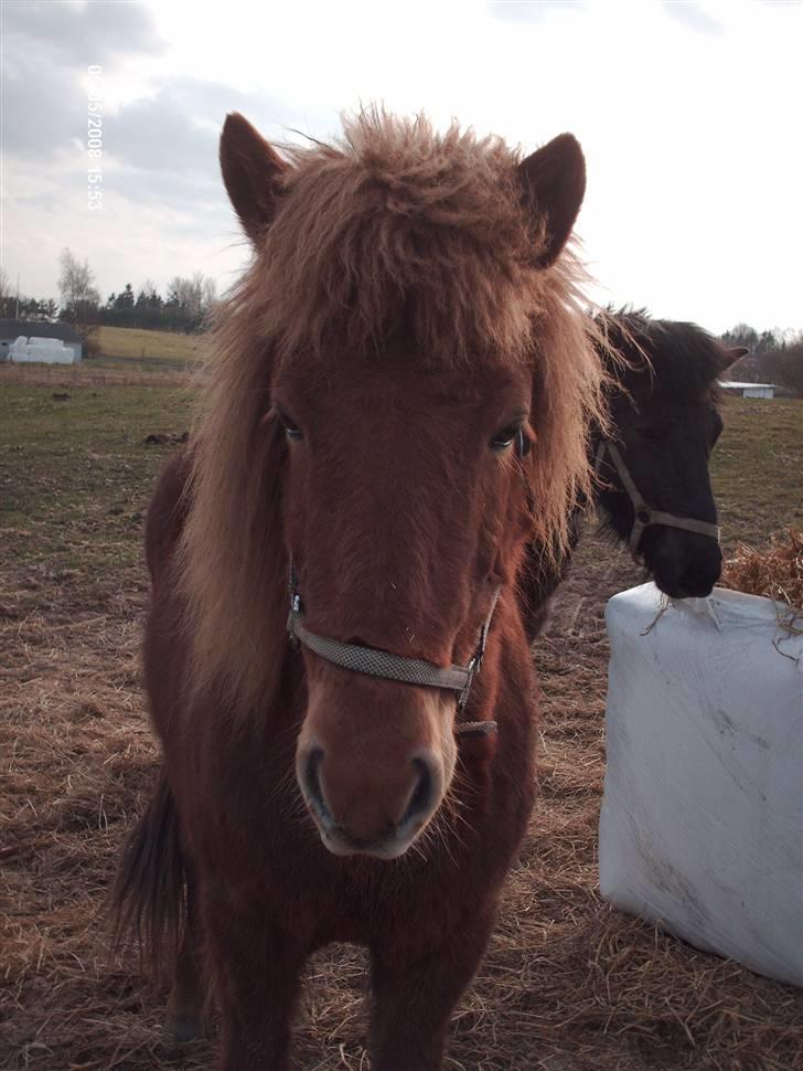 Islænder Vissa fra Þúfú / Solgt:'( - er jeg ikk- sød? billede 2