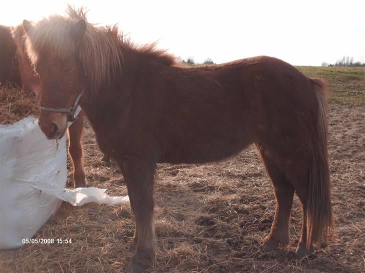 Islænder Vissa fra Þúfú / Solgt:'( - uhh.. hvor er jeg dejlig  billede 3