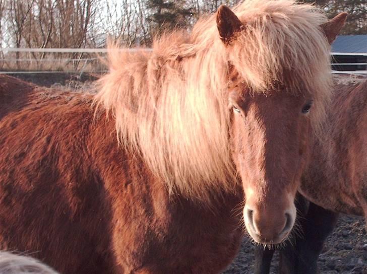 Islænder Vissa fra Þúfú / Solgt:'( - vissa lissa billede 4