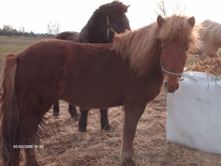 Islænder Vissa fra Þúfú / Solgt:'( - vissa på fold billede 5