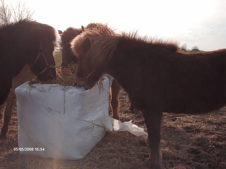 Islænder Vissa fra Þúfú / Solgt:'( - vissa står og spiser wrap billede 6