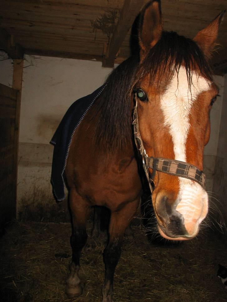 DSP Lunderhedes Mirco solgt - 19. En af de sidste dage hjemme :´( billede 19