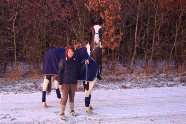 Pinto Max  SOLGT - stor hesti  billede 8