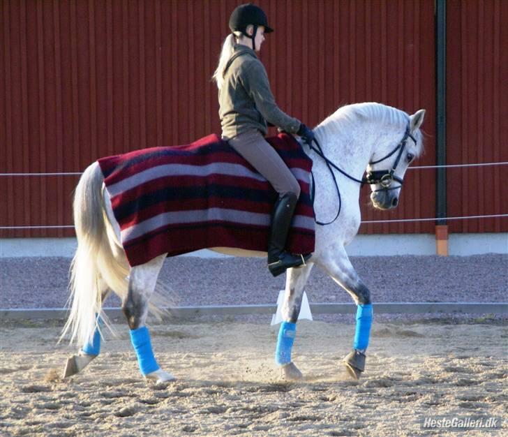 Tysk Sportspony Dorator R.I.P - til træning i Sverige 07 billede 4