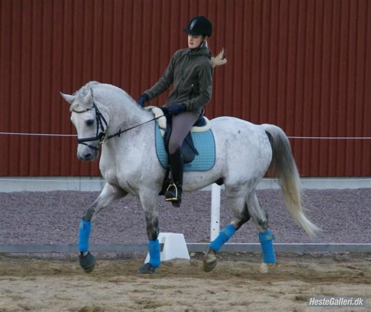Tysk Sportspony Dorator R.I.P - Træning i Sverige 07 billede 7