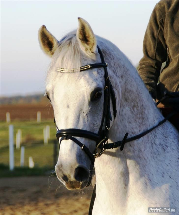 Tysk Sportspony Dorator R.I.P - Godav <3 billede 9