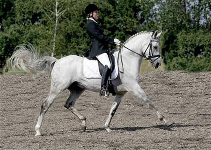 Tysk Sportspony Dorator R.I.P - Nikoline og Ditto til DM 06 billede 12