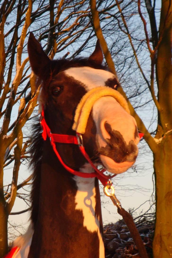 Pinto Max  SOLGT - LAMA!!!!! <3 billede 9