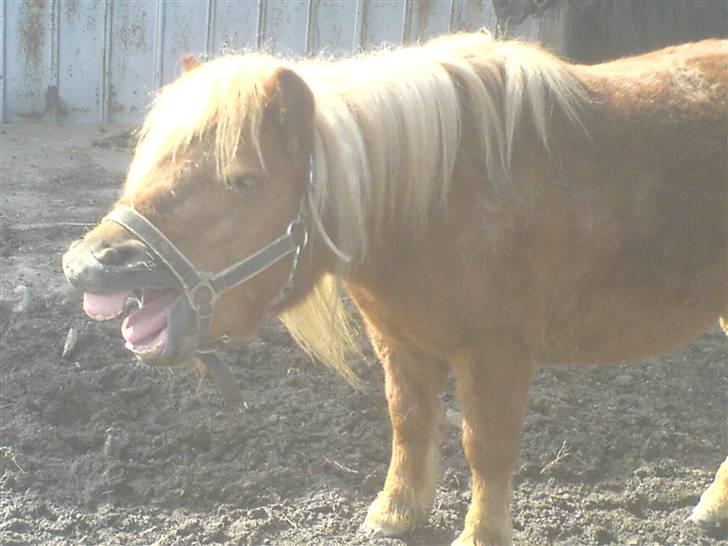 Shetlænder Søndergårds Franciska - er lieg stået op.. billede 7