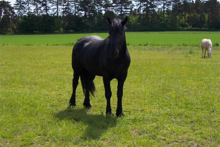 Frieser Jouke (solgt) billede 2