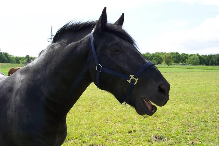 Frieser Jouke (solgt) billede 3