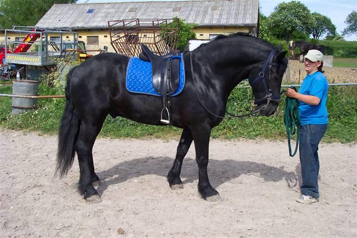 Frieser Jouke (solgt) billede 5