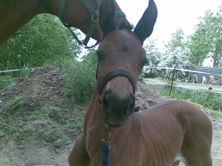 Dansk Varmblod Østergårdens Sabrina - Her er hun 6 ½ dag gammel billede 6