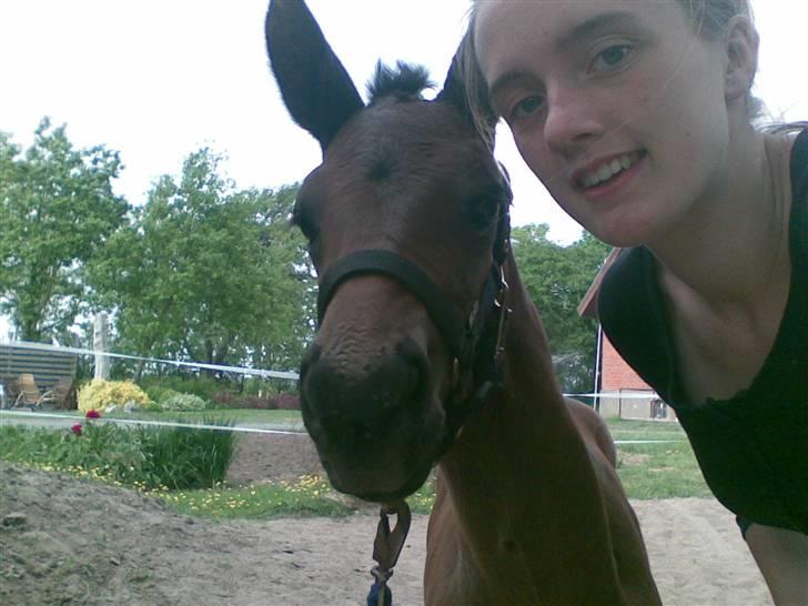 Dansk Varmblod Østergårdens Sabrina - Her er hun 6 ½ dag gammel billede 7