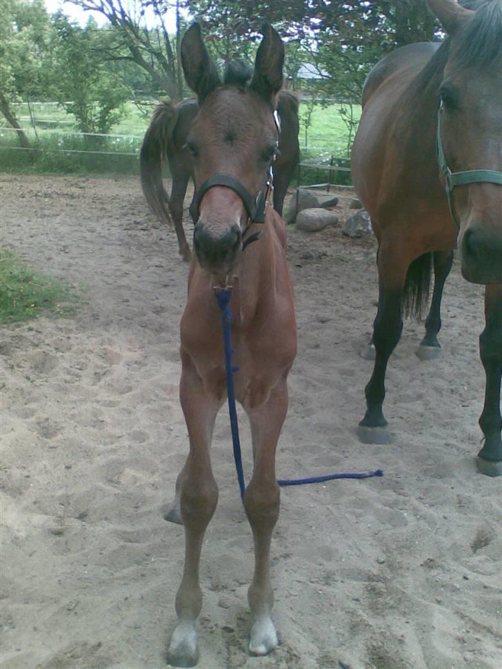 Dansk Varmblod Østergårdens Sabrina - Her er hun 6 ½ dag gammel billede 8