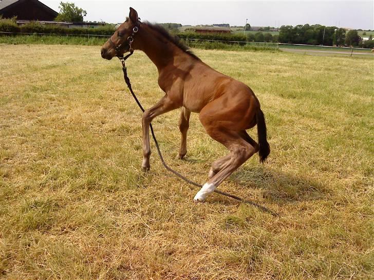 Dansk Varmblod Østergårdens Sabrina - Uhh det er lige om man kan komme helt op når man stadig er træt?? :b billede 9