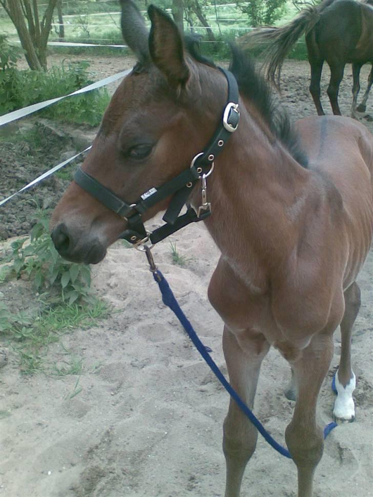 Dansk Varmblod Østergårdens Sabrina - Her er hun 6 ½ dag gammel billede 10