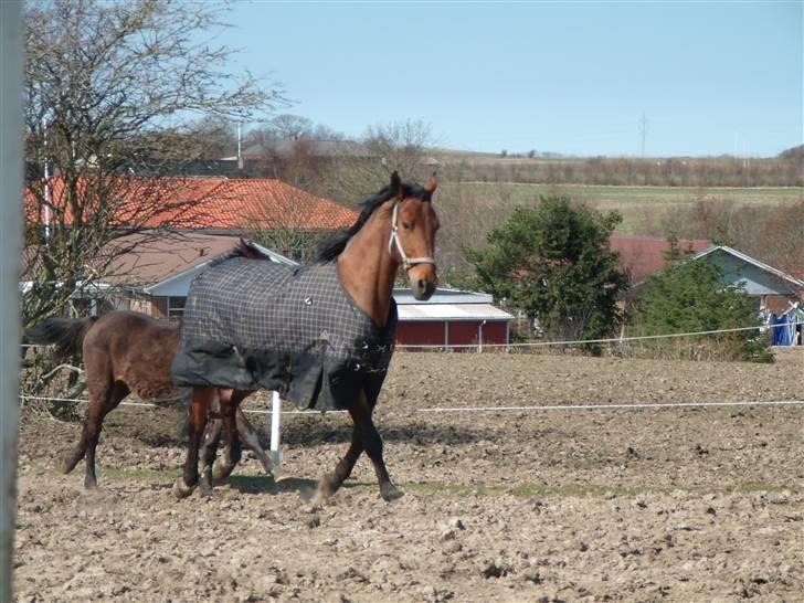 Dansk Varmblod Benny - Første gang ude med Følle  billede 2