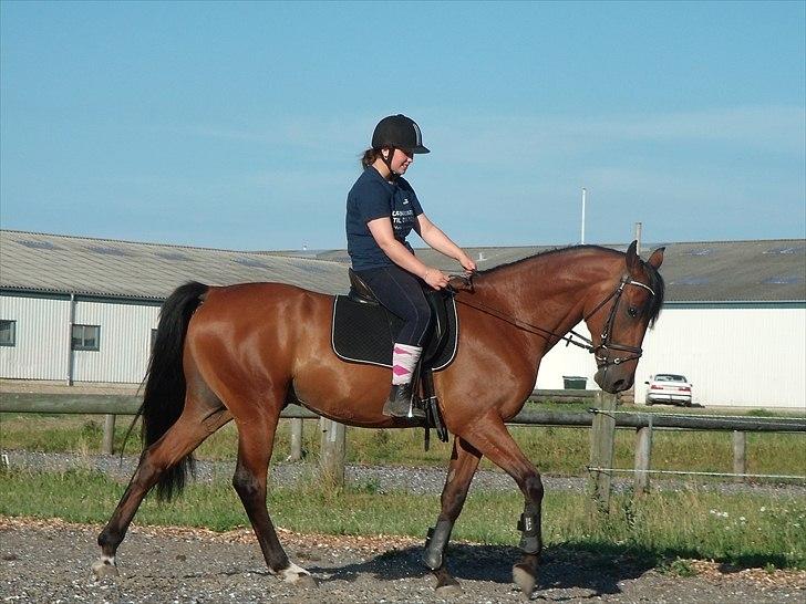 Dansk Varmblod Benny billede 3