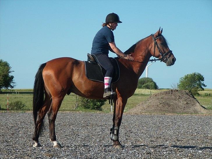 Dansk Varmblod Benny billede 4