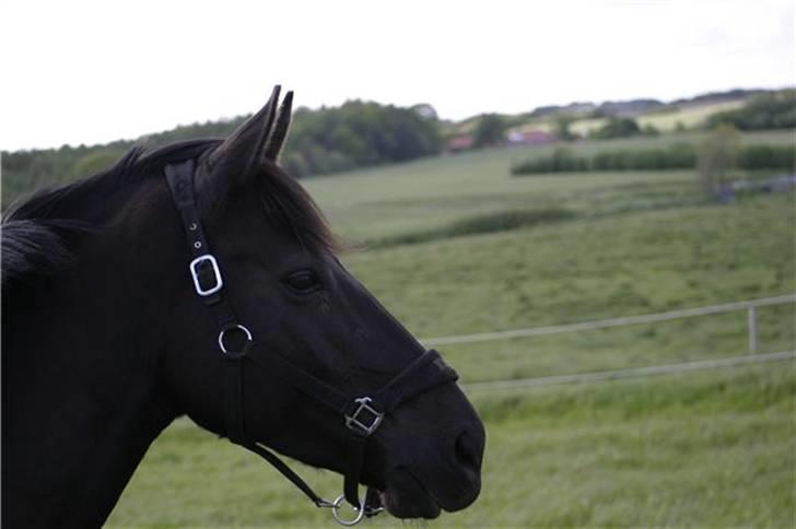 Oldenborg BLACKTON - Foto. Mette Nielsen billede 12