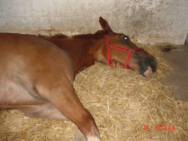 Anden særlig race Himbi *Gammel part* billede 5