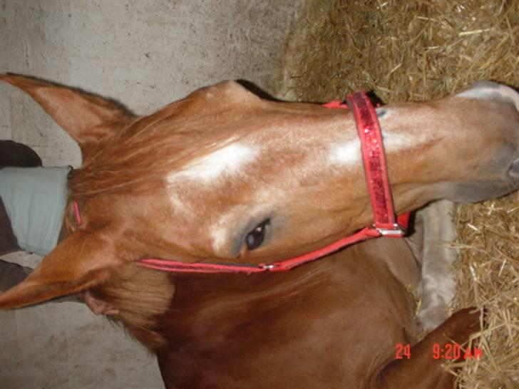 Anden særlig race Himbi *Gammel part* billede 7