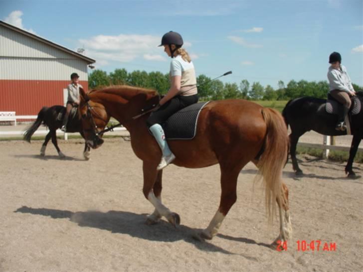 Anden særlig race Himbi *Gammel part* billede 8