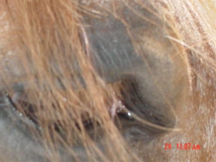 Anden særlig race Himbi *Gammel part* billede 16