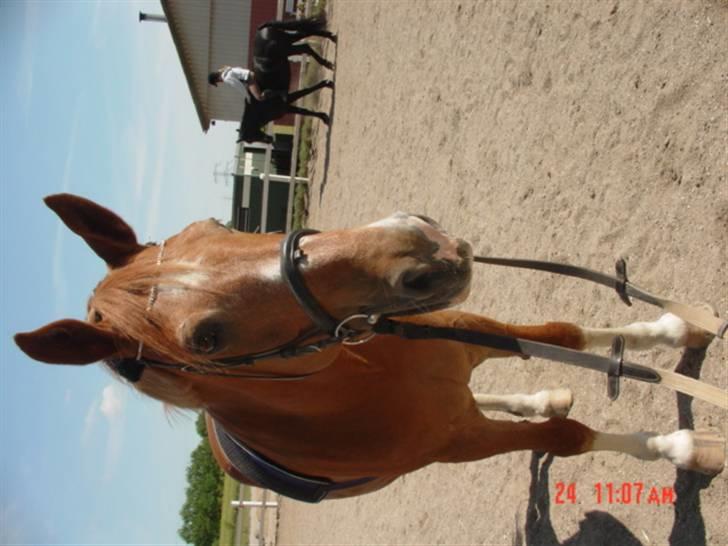 Anden særlig race Himbi *Gammel part* billede 17