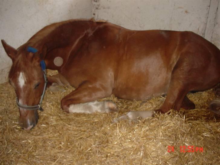 Anden særlig race Himbi *Gammel part* billede 18