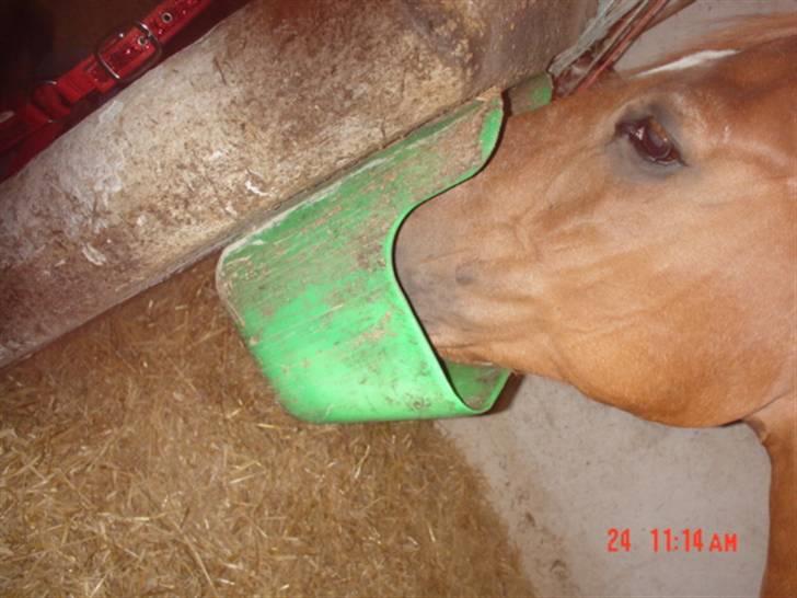 Anden særlig race Himbi *Gammel part* billede 19