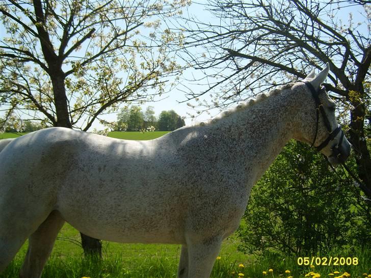 Arabisk fuldblod (OX) Pasha's Lady<'3  SOLGT;( billede 1