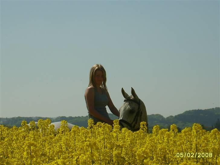 Arabisk fuldblod (OX) Pasha's Lady<'3  SOLGT;( billede 2