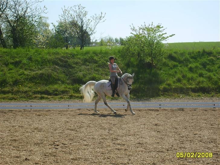 Arabisk fuldblod (OX) Pasha's Lady<'3  SOLGT;( billede 4