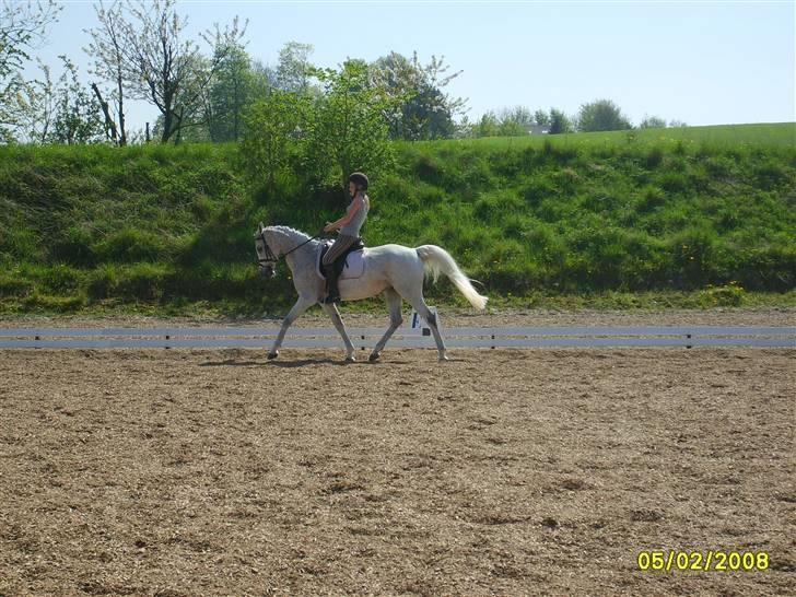 Arabisk fuldblod (OX) Pasha's Lady<'3  SOLGT;( billede 5