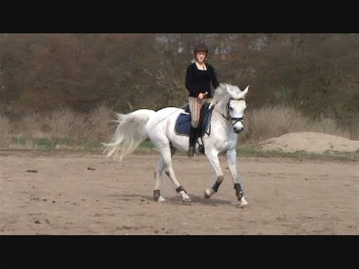 Arabisk fuldblod (OX) Pasha's Lady<'3  SOLGT;( billede 6