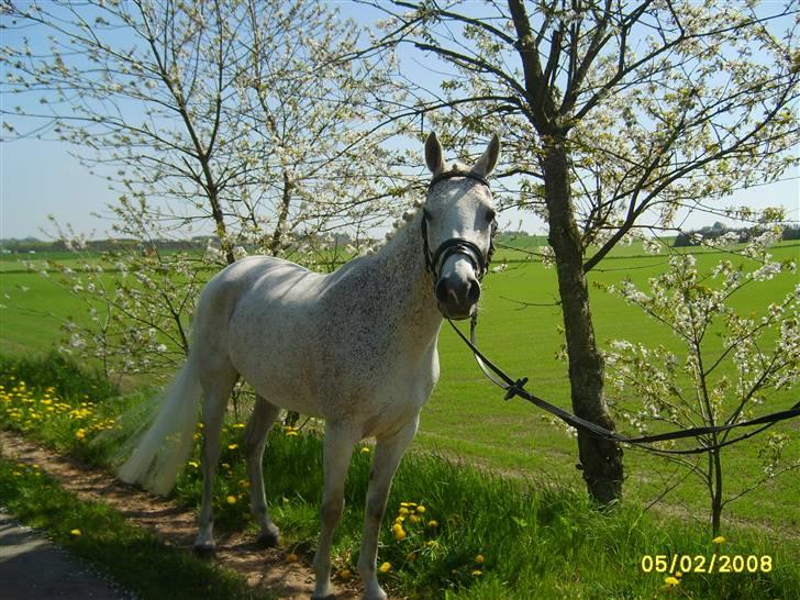 Arabisk fuldblod (OX) Pasha's Lady<'3  SOLGT;( billede 7