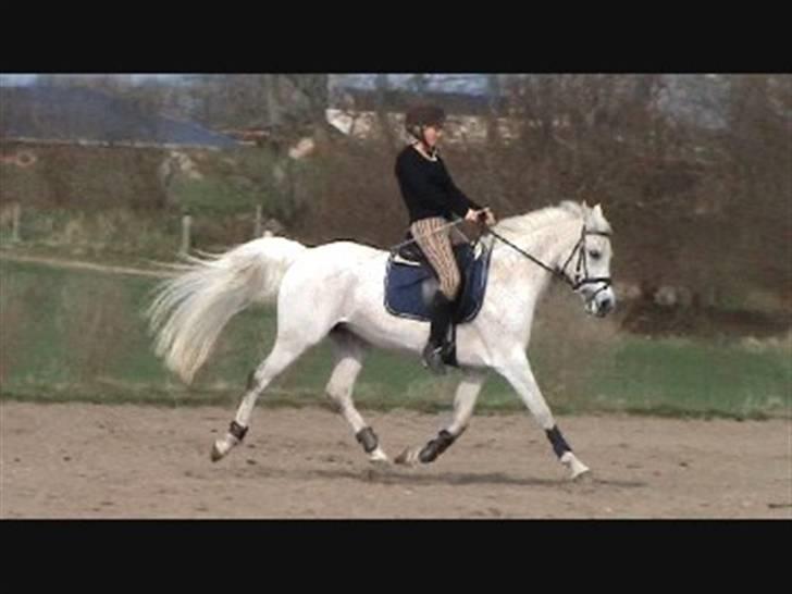 Arabisk fuldblod (OX) Pasha's Lady<'3  SOLGT;( billede 8