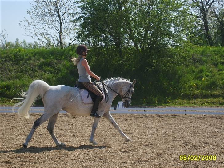 Arabisk fuldblod (OX) Pasha's Lady<'3  SOLGT;( billede 9